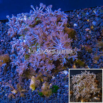 Xenia Coral Indonesia