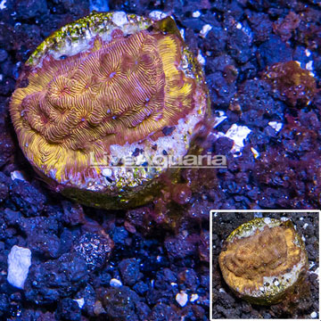 LiveAquaria® Cultured Orange Leptoseris Coral