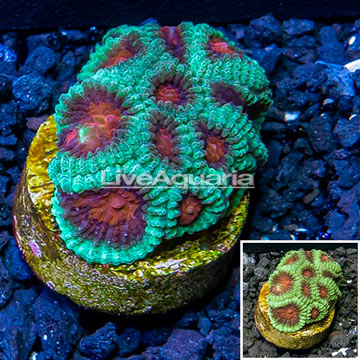 LiveAquaria® Cultured Dipsastrea Brain Coral