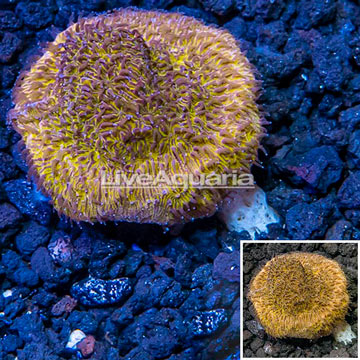 LiveAquaria® Cultured Orange Pavona Coral