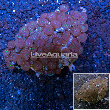 Zoanthus Coral Vietnam