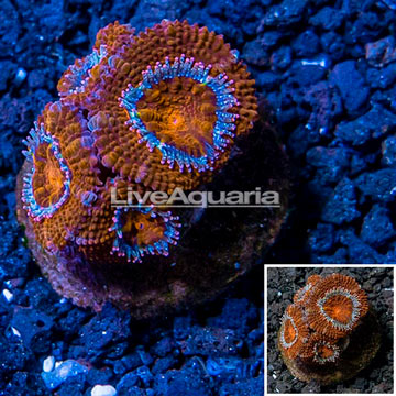 USA Cultured Acan Lord Coral 