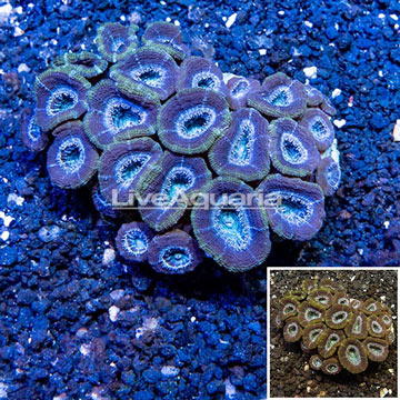 Acan Lord Coral Australia