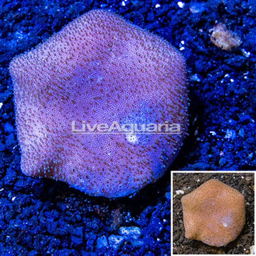 Toadstool Mushroom Leather Coral Vietnam 