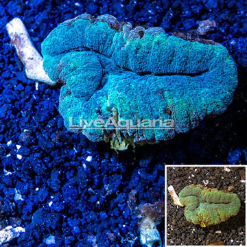 Lobed Brain Coral Australia