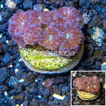  LiveAquaria® Cultured Blastomussa Coral 