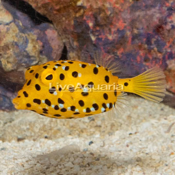 Cubicus Boxfish EXPERT ONLY 