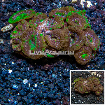 Acan Lord Coral Australia