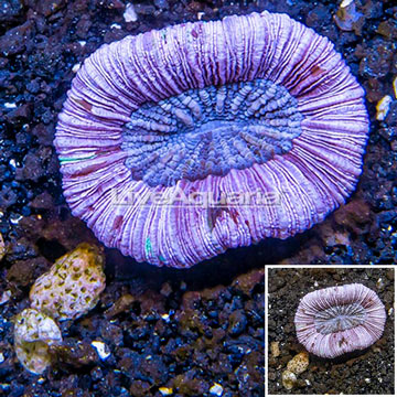 Open Brain Coral Australia