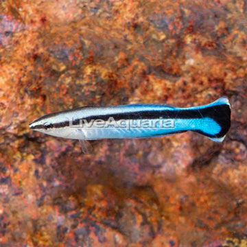 Bluestreak Cleaner Wrasse 