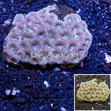 Goniastrea Brain Coral Australia