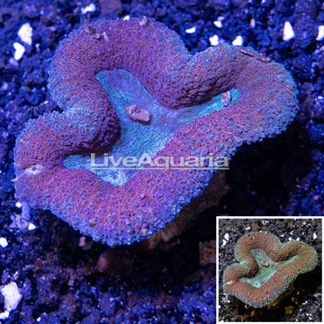 Lobed Brain Coral Australia