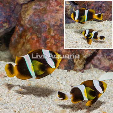 Allardi Clownfish, Pair