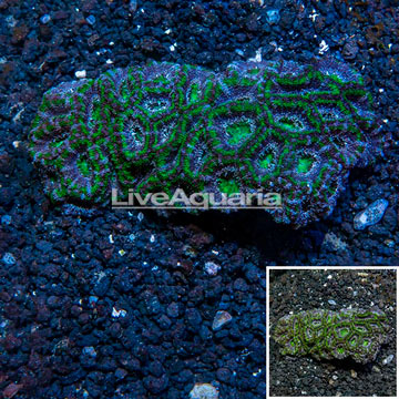 Acan Lord Coral Australia