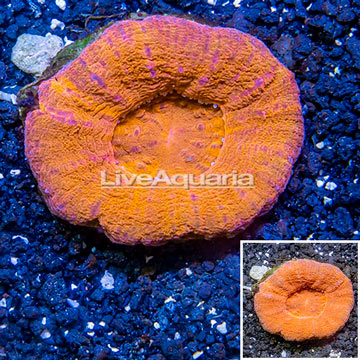 Scolymia Coral Australia