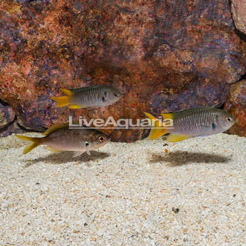 Coral Demoiselle, Trio