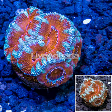 LiveAquaria® Cultured Acan Lord Coral