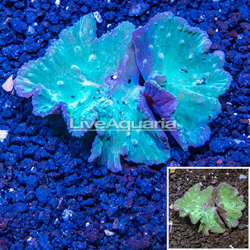 Cabbage Leather Coral Indonesia