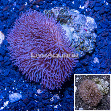 Toadstool Leather Coral Indonesia