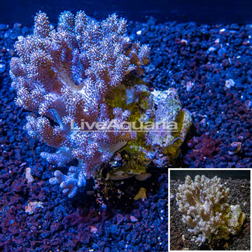 Sinularia Leather Coral Indonesia 