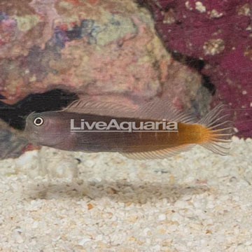 Bicolor Blenny