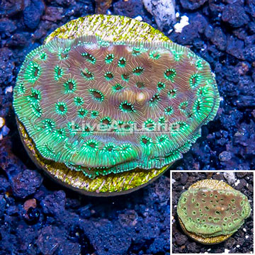 LiveAquaria® Cultured Pavona Coral