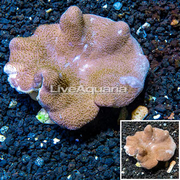 Toadstool Leather Coral Vietnam