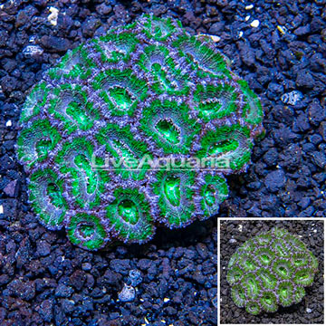 Acan Lord Coral  