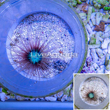 Tube Anemone