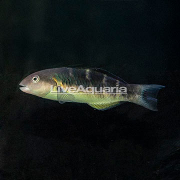 Jansen Saddle Wrasse