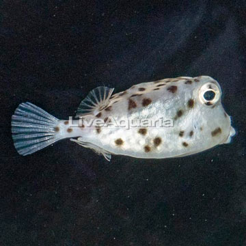 Shortnose Trunkfish EXPERT ONLY