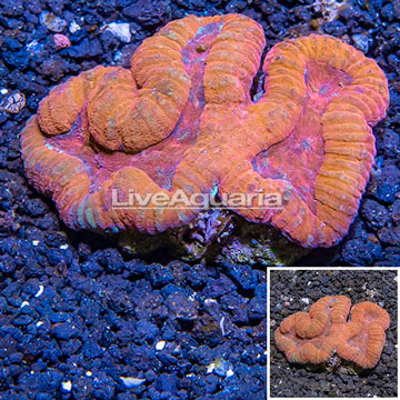 Lobed Brain Coral Fiji