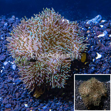 Toadstool Mushroom Leather Coral  Indonesia