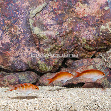 Red Bar Anthias, Trio