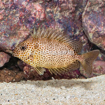 Brown Spotted Spinefoot Rabbitfish 