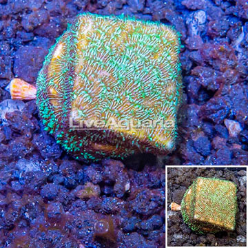 LiveAquaria® Cultured Green and Orange Psammacora Coral