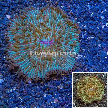 Short Tentacle Plate Coral Australia