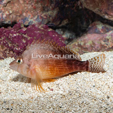 Yellow Hawkfish