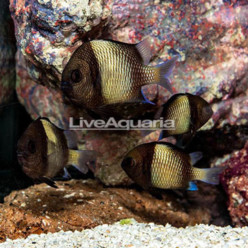 Cloudy Damselfish, 4 lot