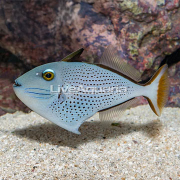 Red Tail Triggerfish