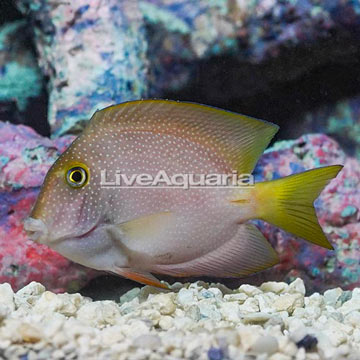 Squaretail Bristletooth Tang 