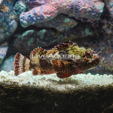 Scorpion Fish