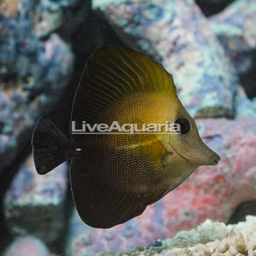 Scopas Tang