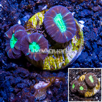 LiveAquaria® Cultured Candy Cane Coral