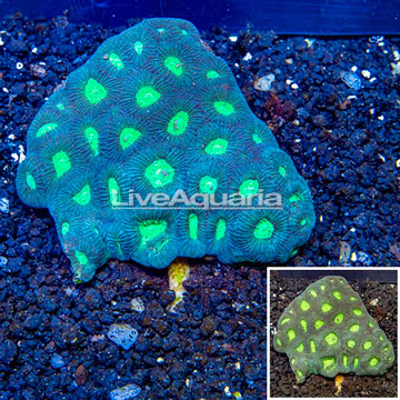 Dipsastrea Brain Coral Fiji