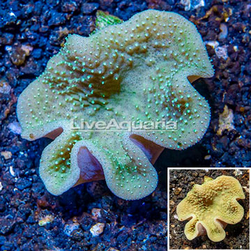 Toadstool Mushroom Leather Coral  Fiji