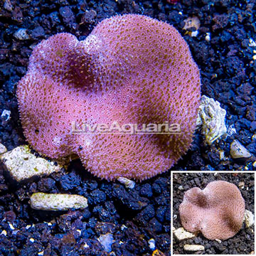 Toadstool Mushroom Leather Coral Vietnam