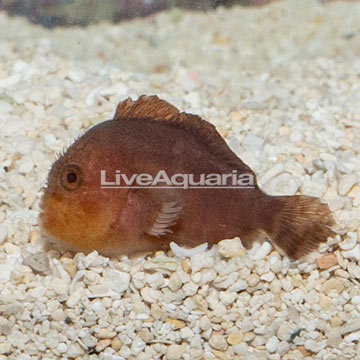 Penny Coral Croucher Goby