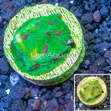 LiveAquaria® Cultured Favia Brain Coral