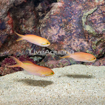 Carberryi Anthias, Trio